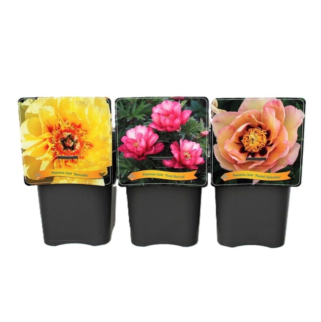 Paeonia Itoh mix 35cm 21cm Pot