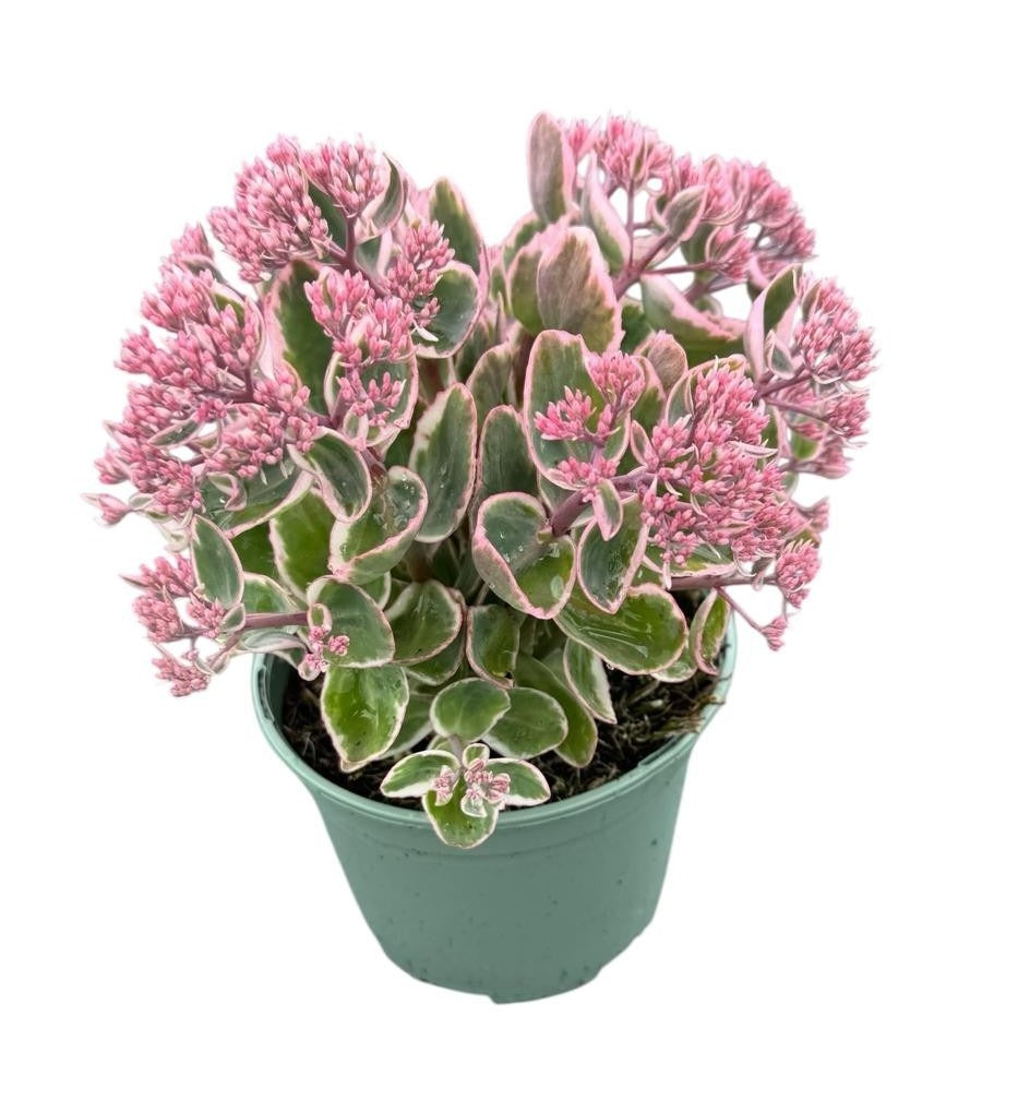 Sedum Seduction La Vie en Rose 35cm 17cm Pot