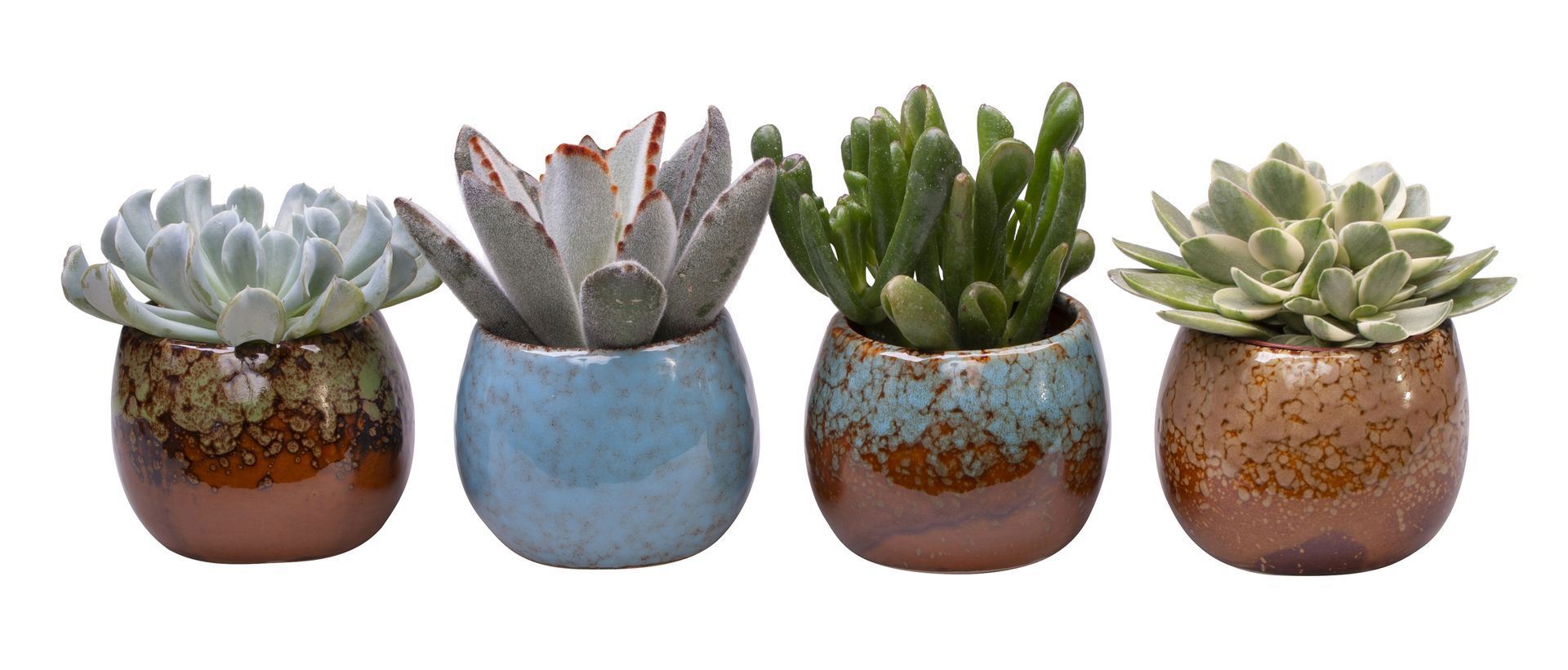 Succulenten mix (+ drp.L513) 6cm Pot