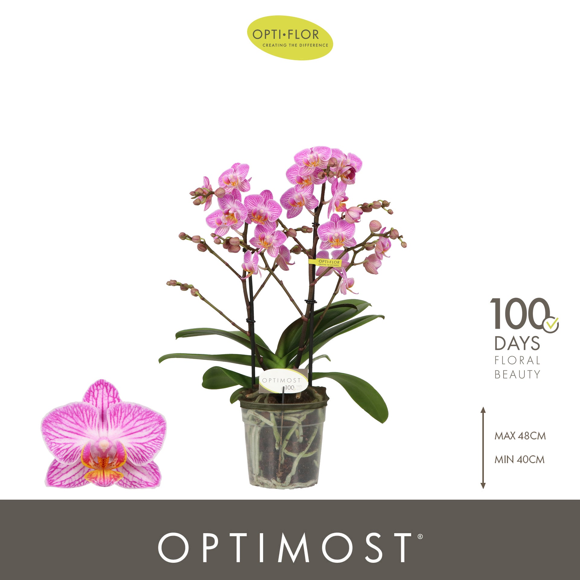 Phalaenopsis multiflora Honeybee 45cm 12cm Pot