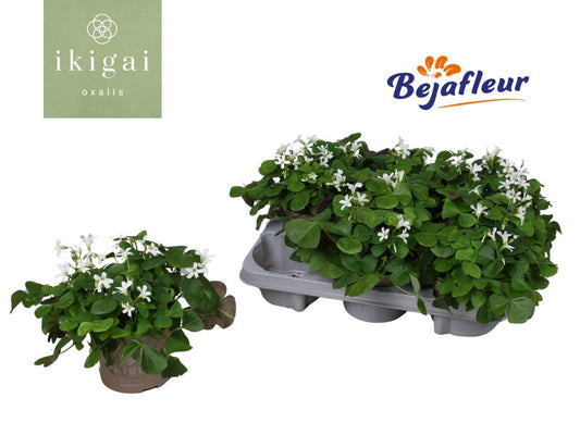 Oxalis Ikigai Papilionacea 20cm 12cm Pot
