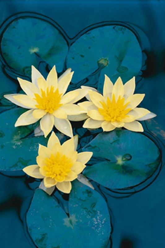 Nymphaea Sulphurea 30cm 18cm Pot