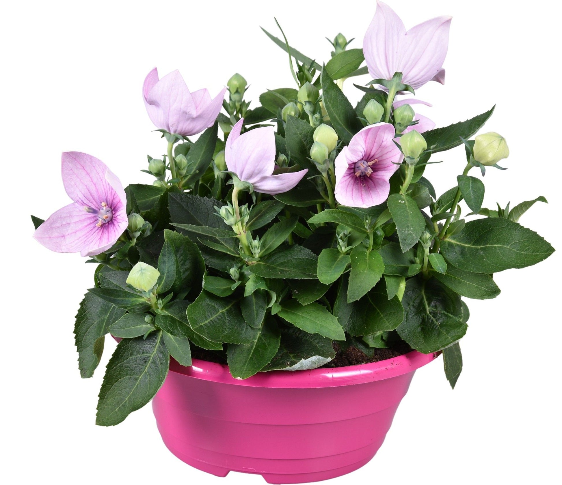Platycodon graniflorus Astra Pink 30cm 23cm Pot