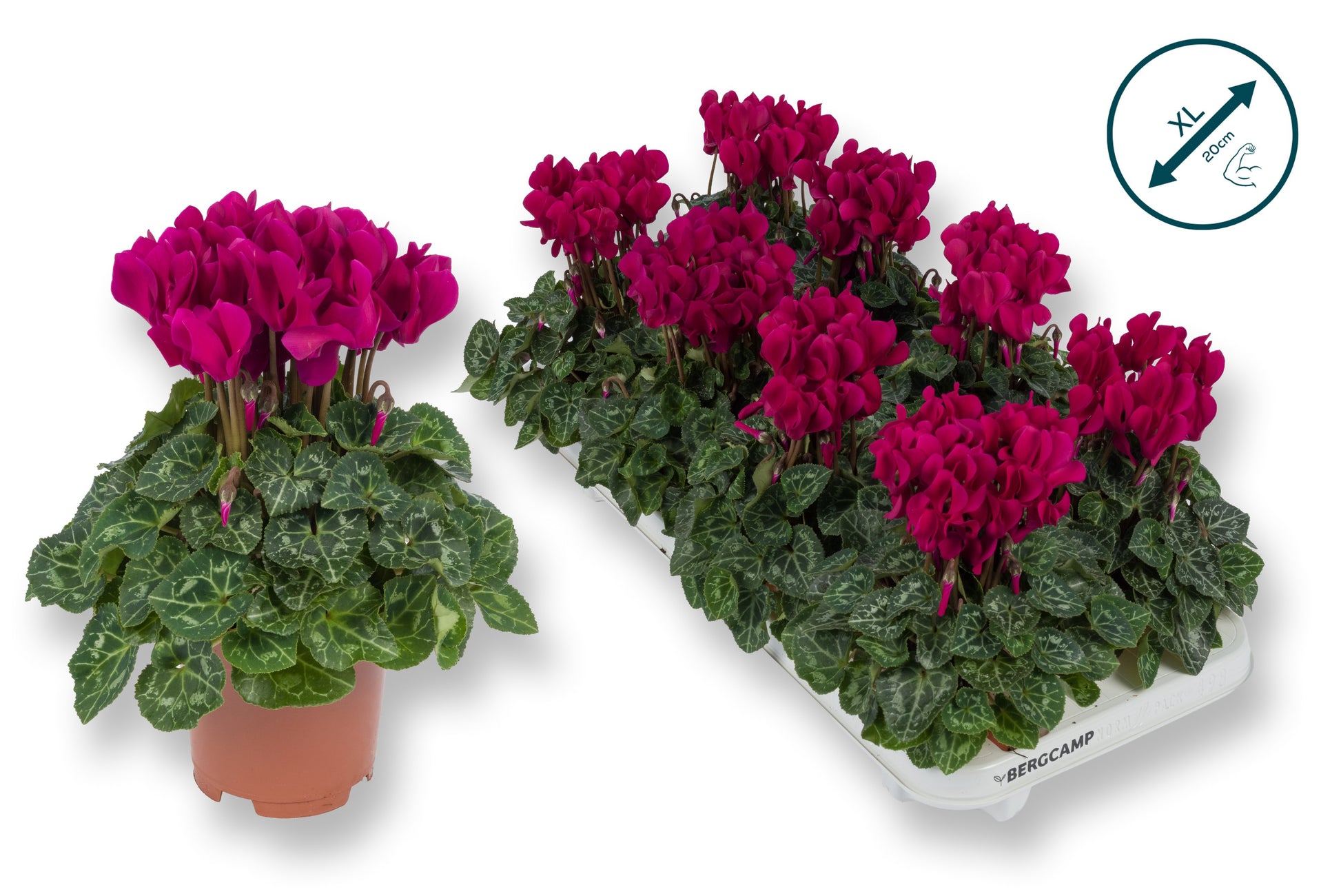 Cyclamen Compact purple 20cm 510cm Pot