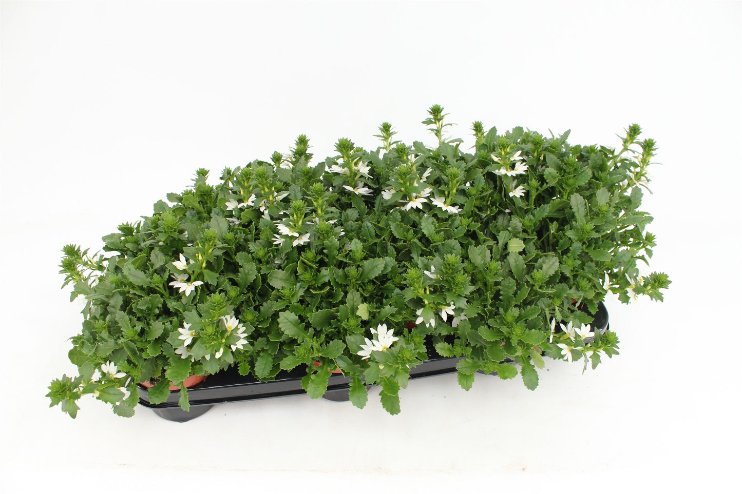 Scaevola Whirlwind White 20cm 510cm Pot