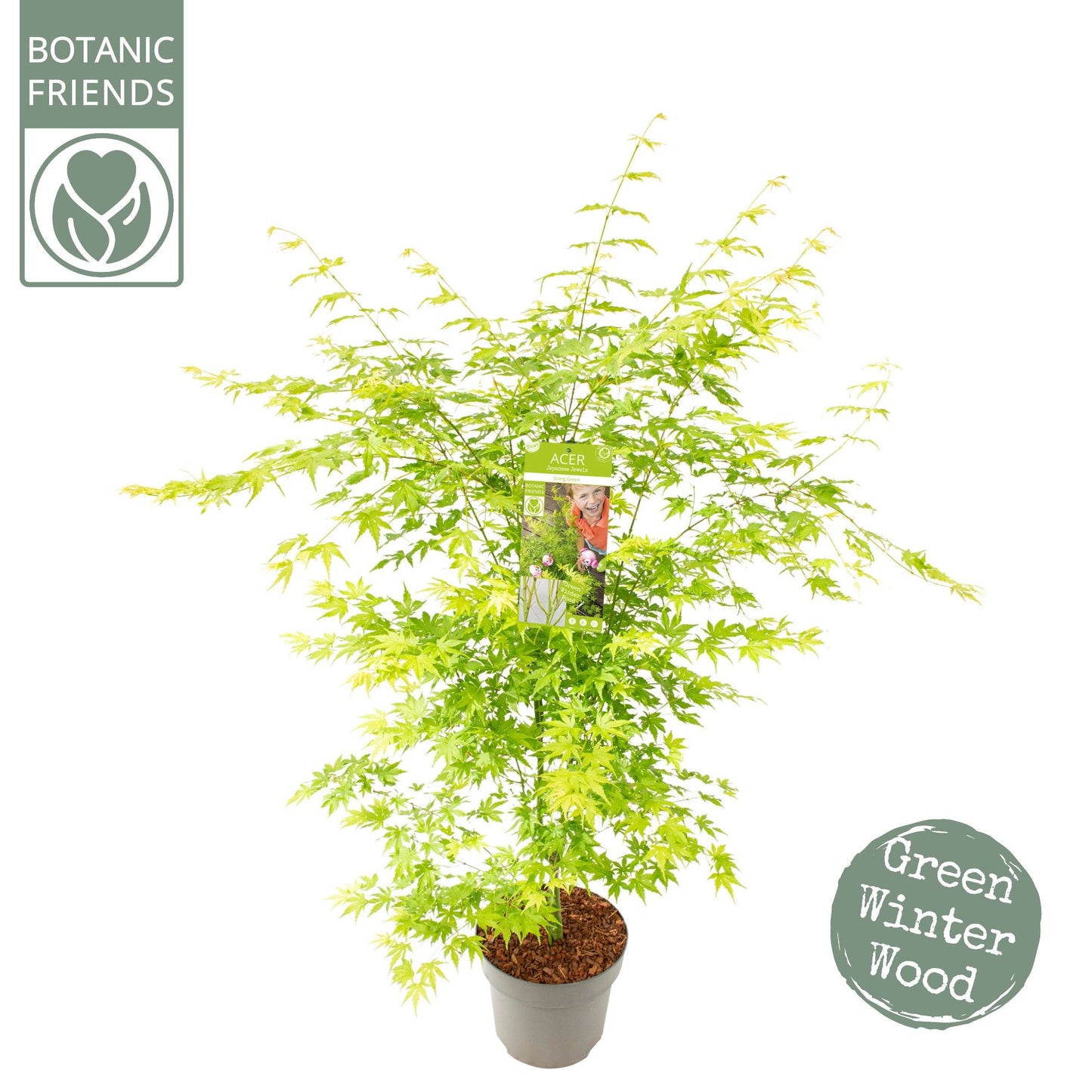 Acer Going Green 100cm 29cm Pot