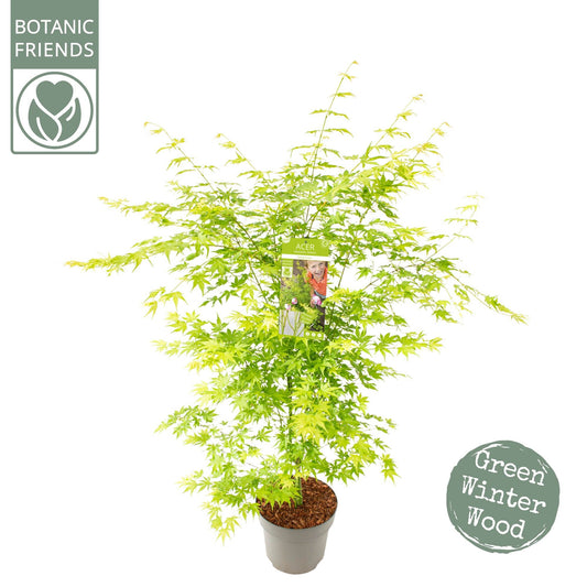 Acer Going Green 100cm 29cm Pot