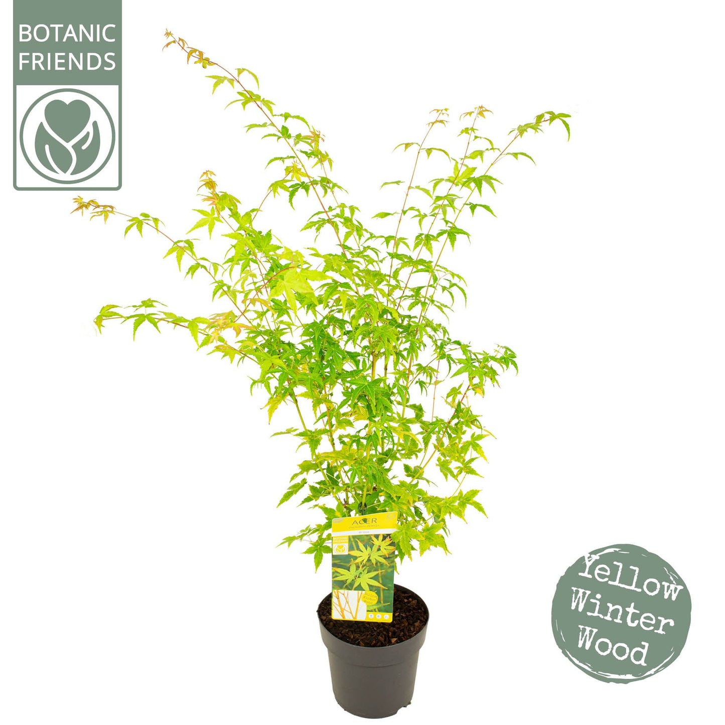 Acer palmatum Bi Hoo 90cm 24cm Pot