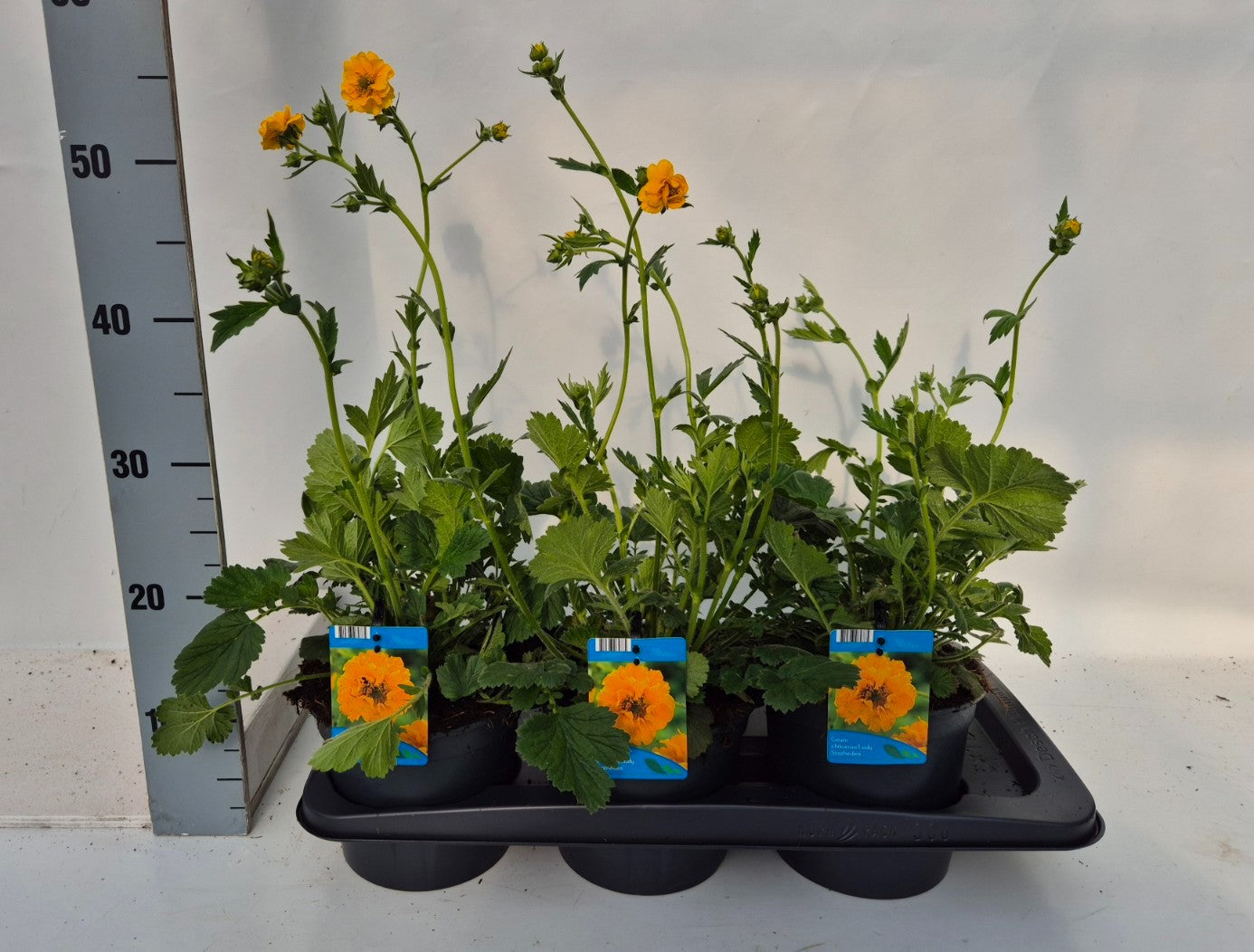 Geum chi. Lady Stratheden 35cm 17cm Pot