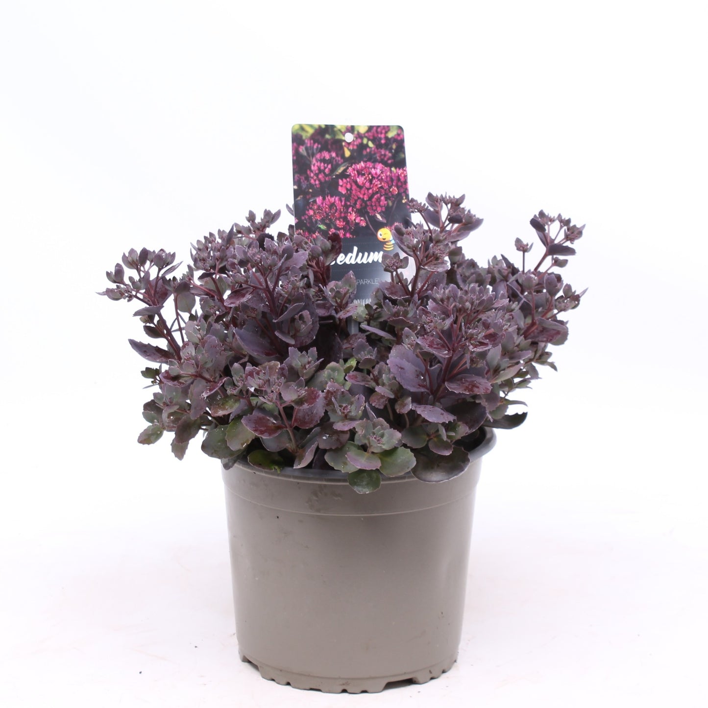 Sedum Red Sparkle 30cm 19cm Pot