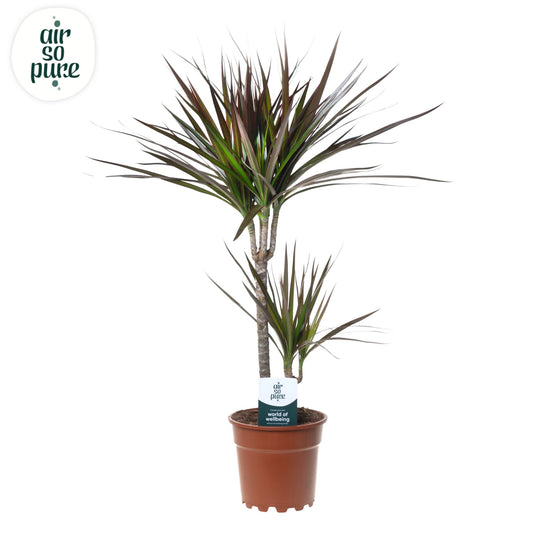 Dracaena Magenta 70cm 17cm Pot