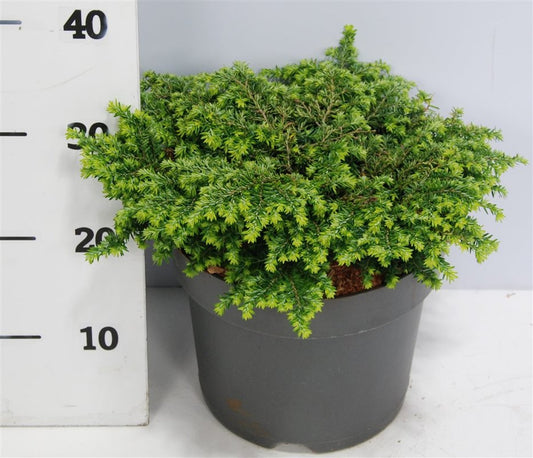 Tsuga canadensis 45cm 26cm Pot