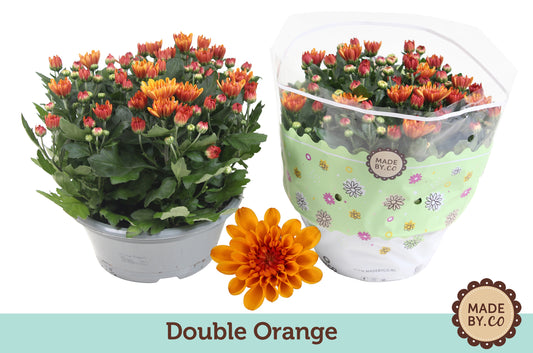 Chrysanthemum Mount Aubisque Amber 27cm 23cm Pot