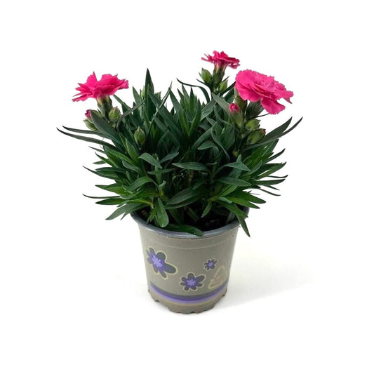 Dianthus Oscar Neon Pink 22cm 11cm Pot