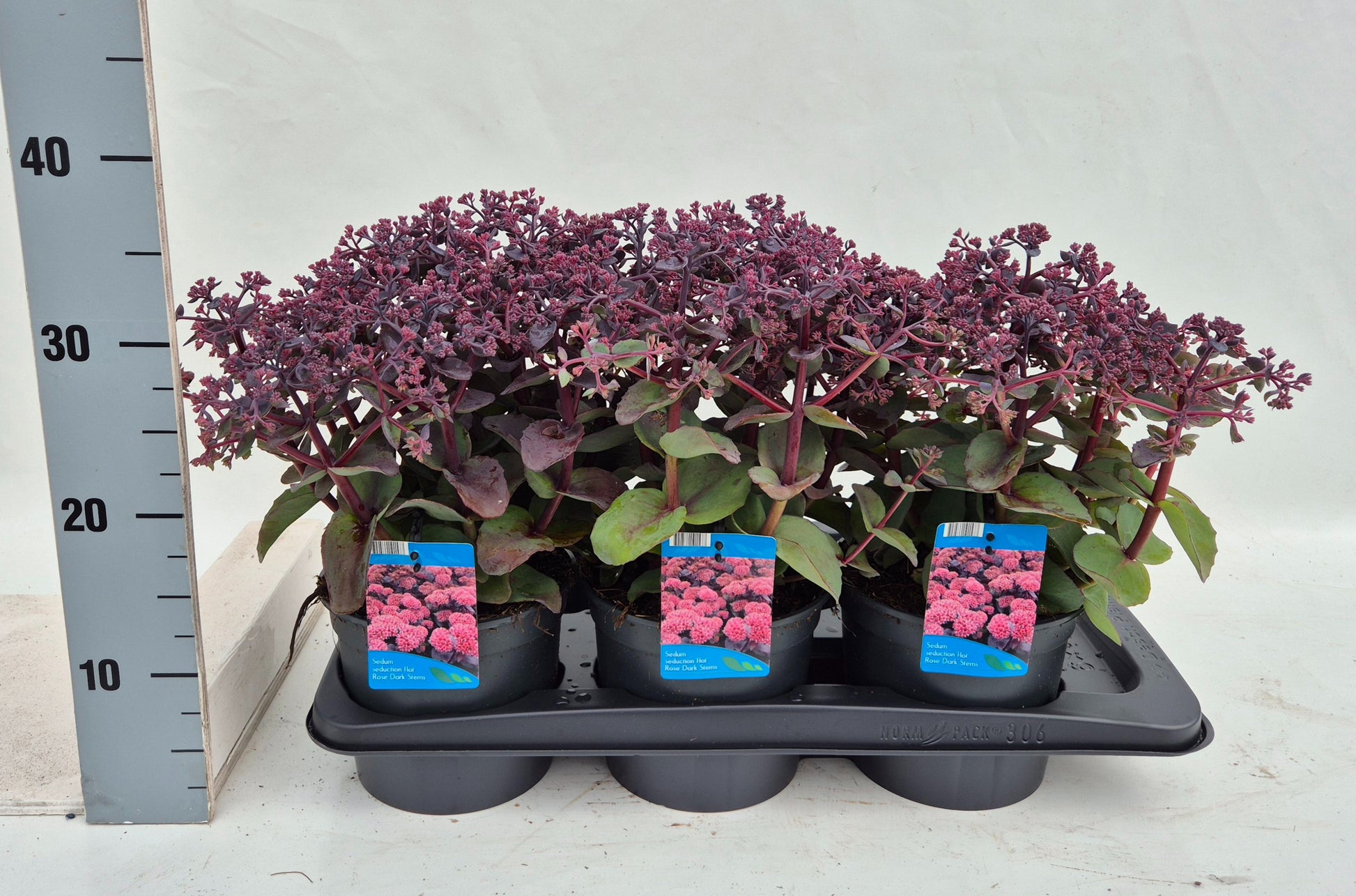 Sedum surrender 30cm 17cm Pot