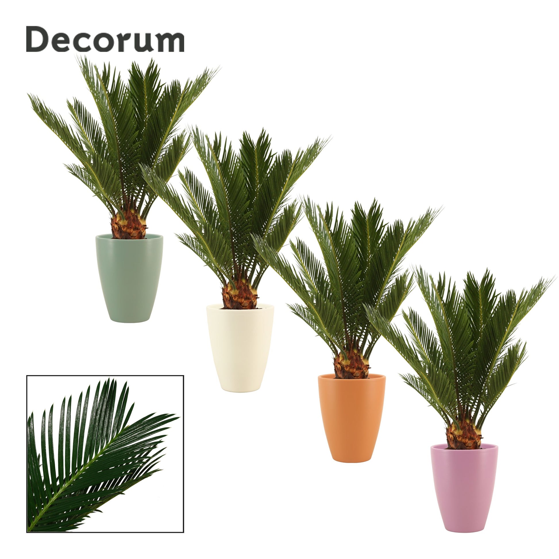 Cycas revoluta (+ drp.Carly) 45cm 12cm Pot