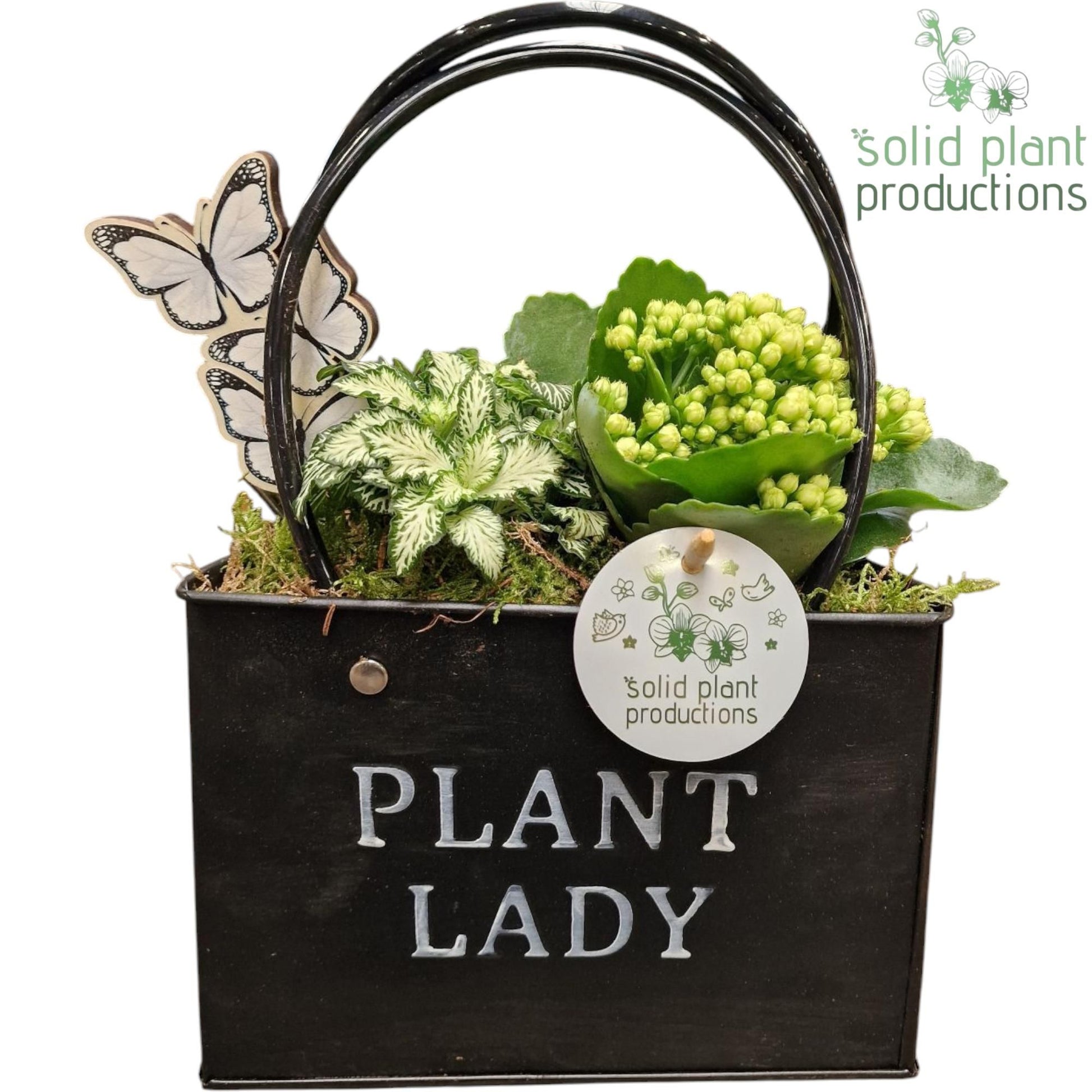 arr.  Plants 28cm 18cm Pot