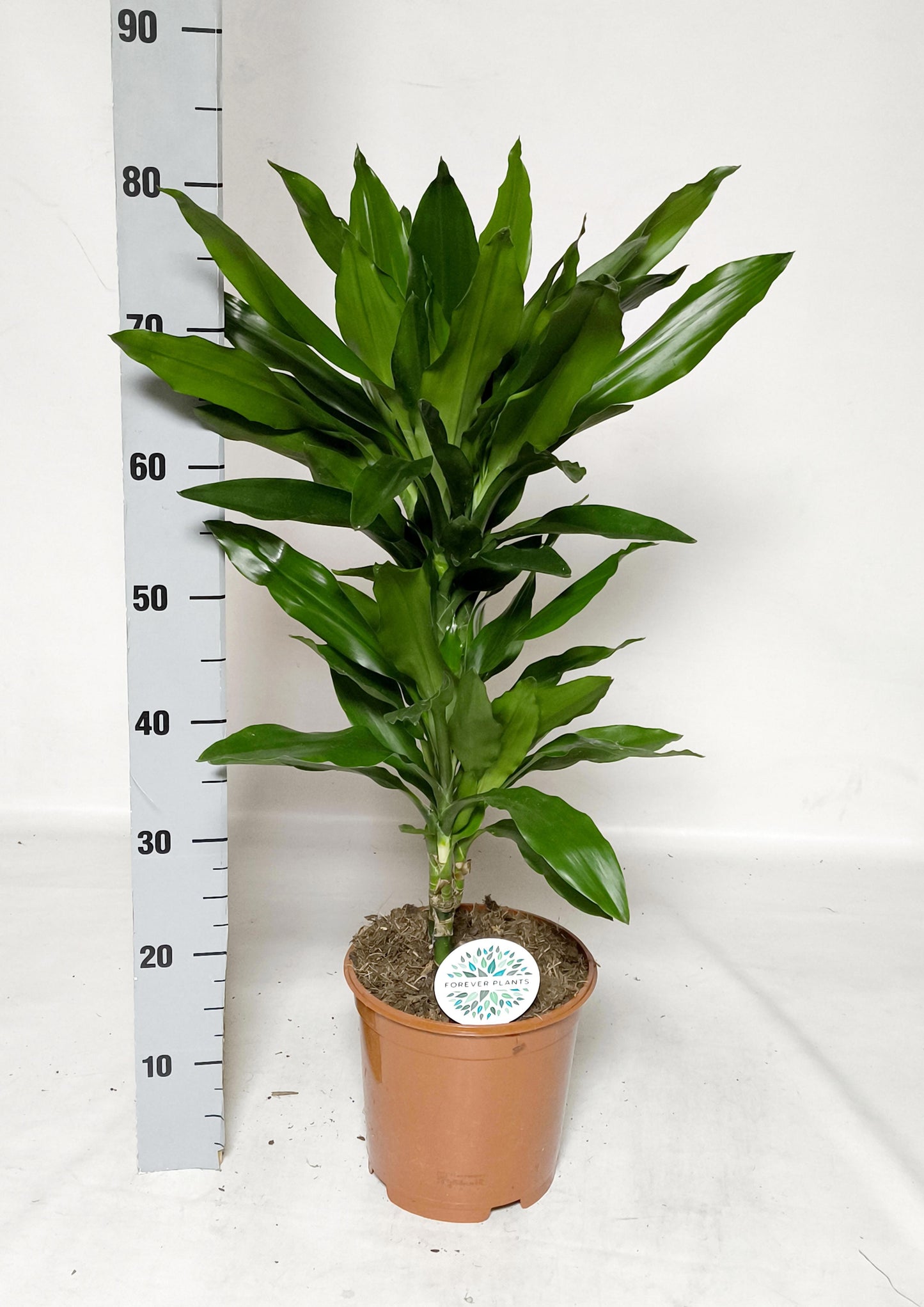Dracaena frag Janet Lind 80cm 21cm Pot