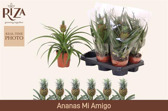 Ananas Mi Amigo 35cm 12cm Pot