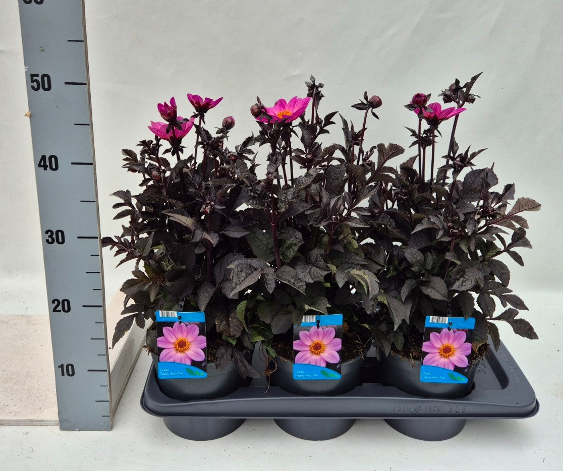 Dahlia Happy Days Pink 35cm 17cm Pot