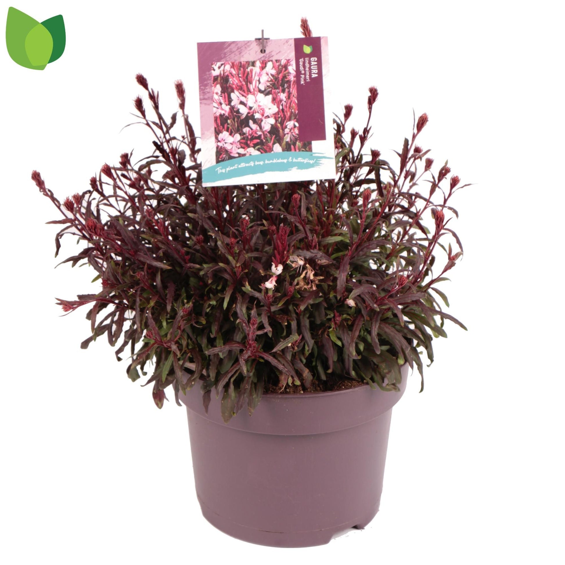 Gaura Gaudi Light Pink 40cm 23cm Pot