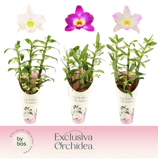 Dendrobium nob. mix potcover 50cm 12cm Pot