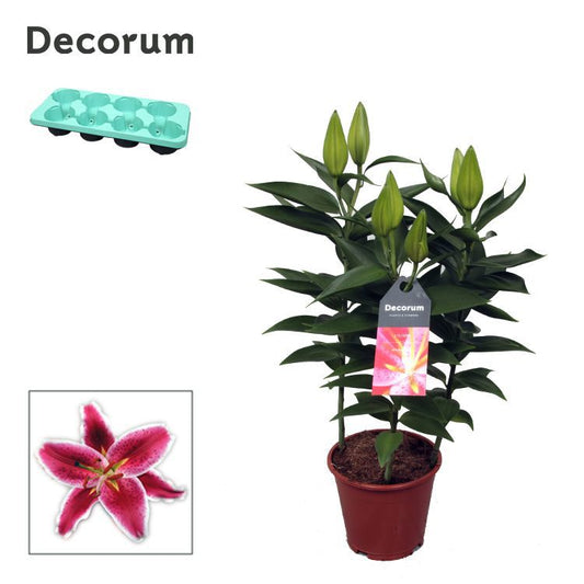 Lilium or. Starlight Express 45cm 13cm Pot