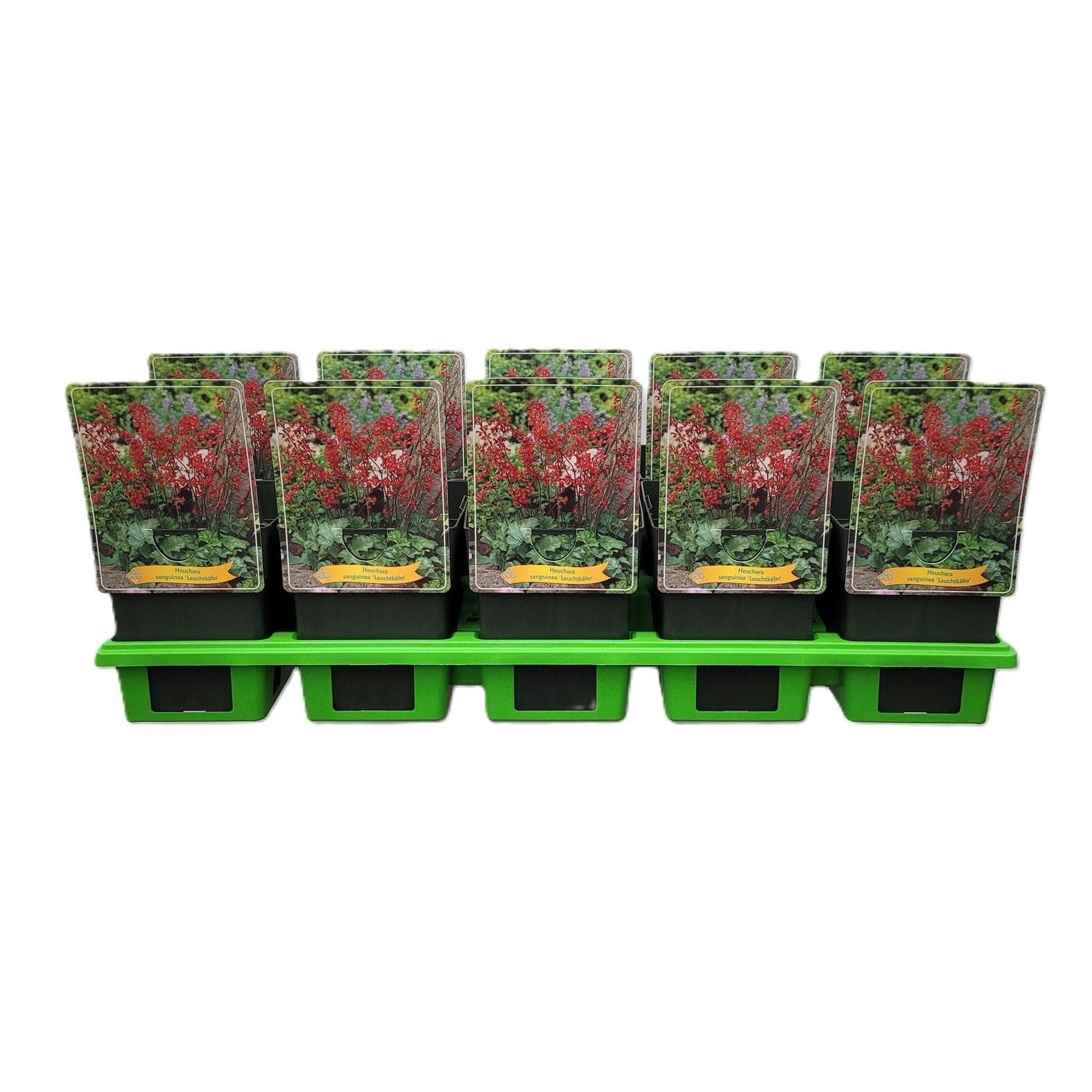 Heuchera Leuchtkaefer 25cm 11cm Pot