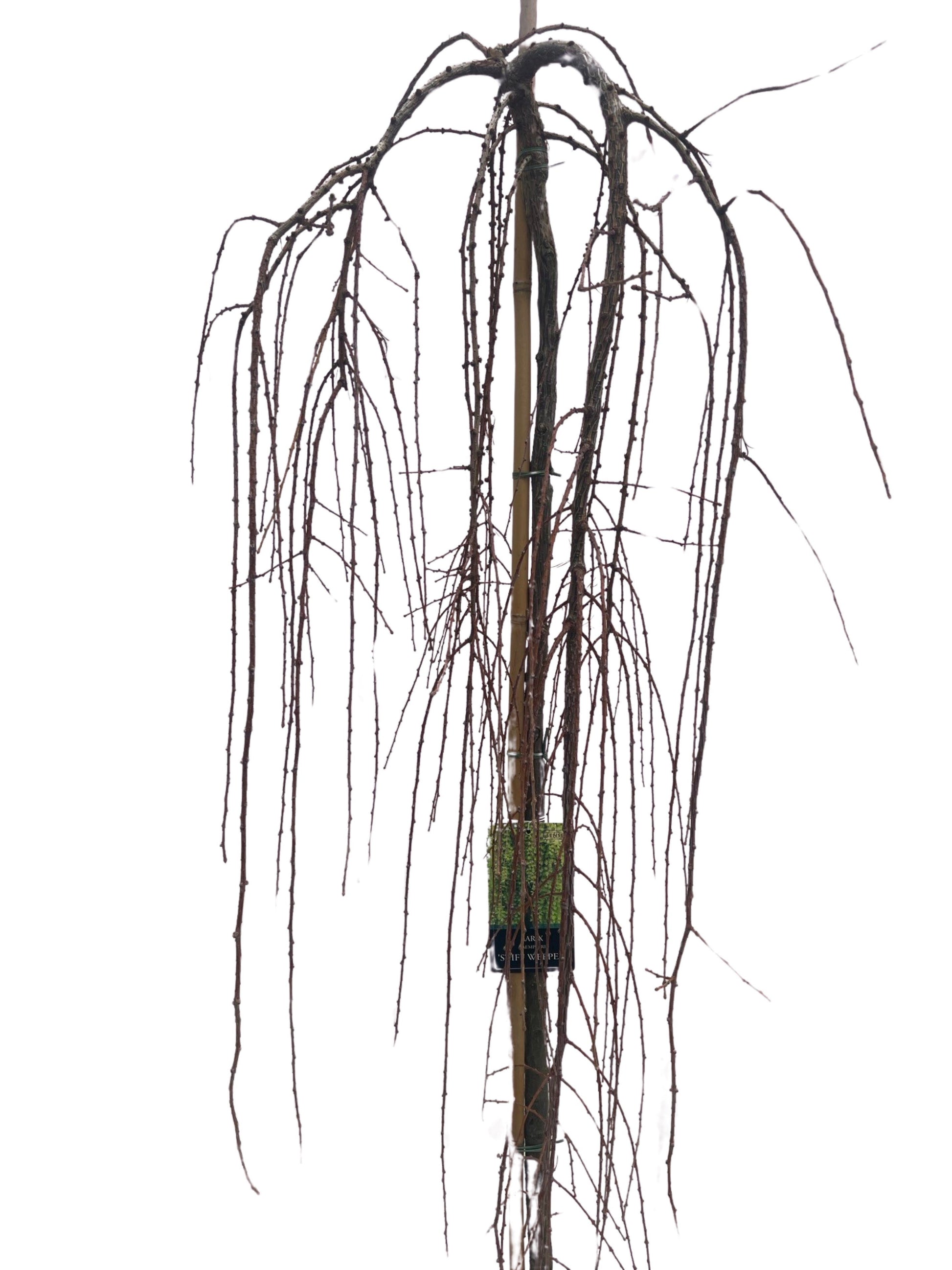 Larix kae. Stiff Weeper 160cm 32cm Pot