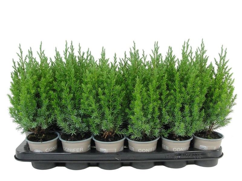 Juniperus chin. Stricta 25cm 9cm Pot