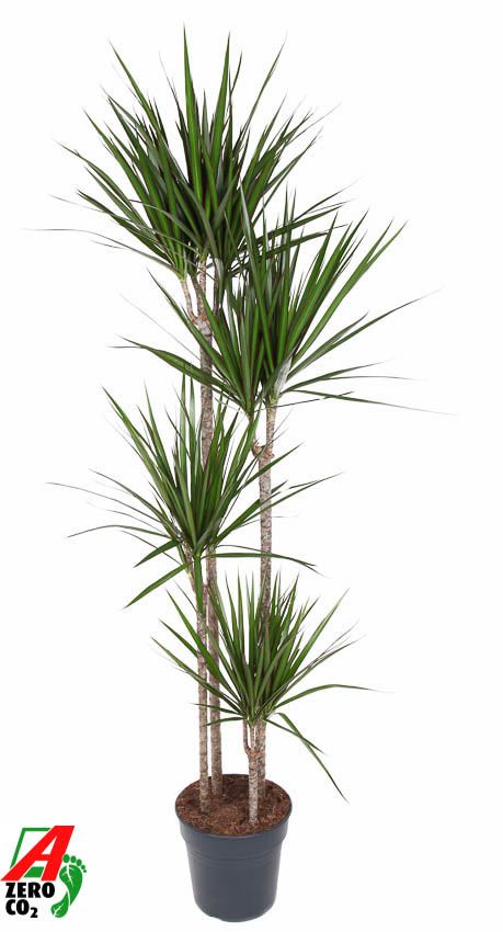 Dracaena marginata 120-90-60-30 190cm 27cm Pot