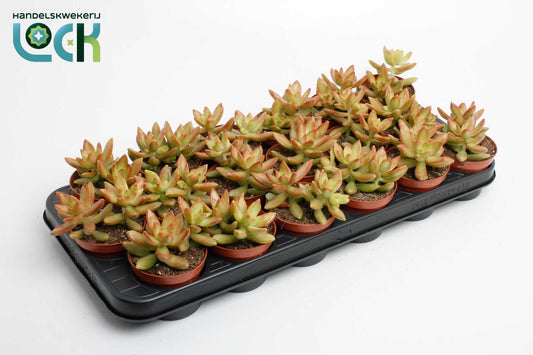 Sedum Adolphii 15cm Special Pot (508)