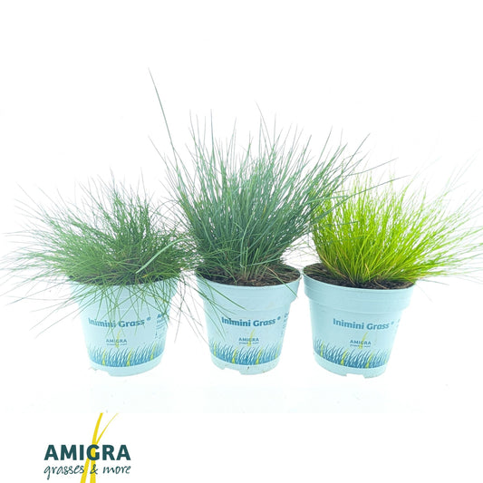 Grasses mix 20cm 10.5cm Pot