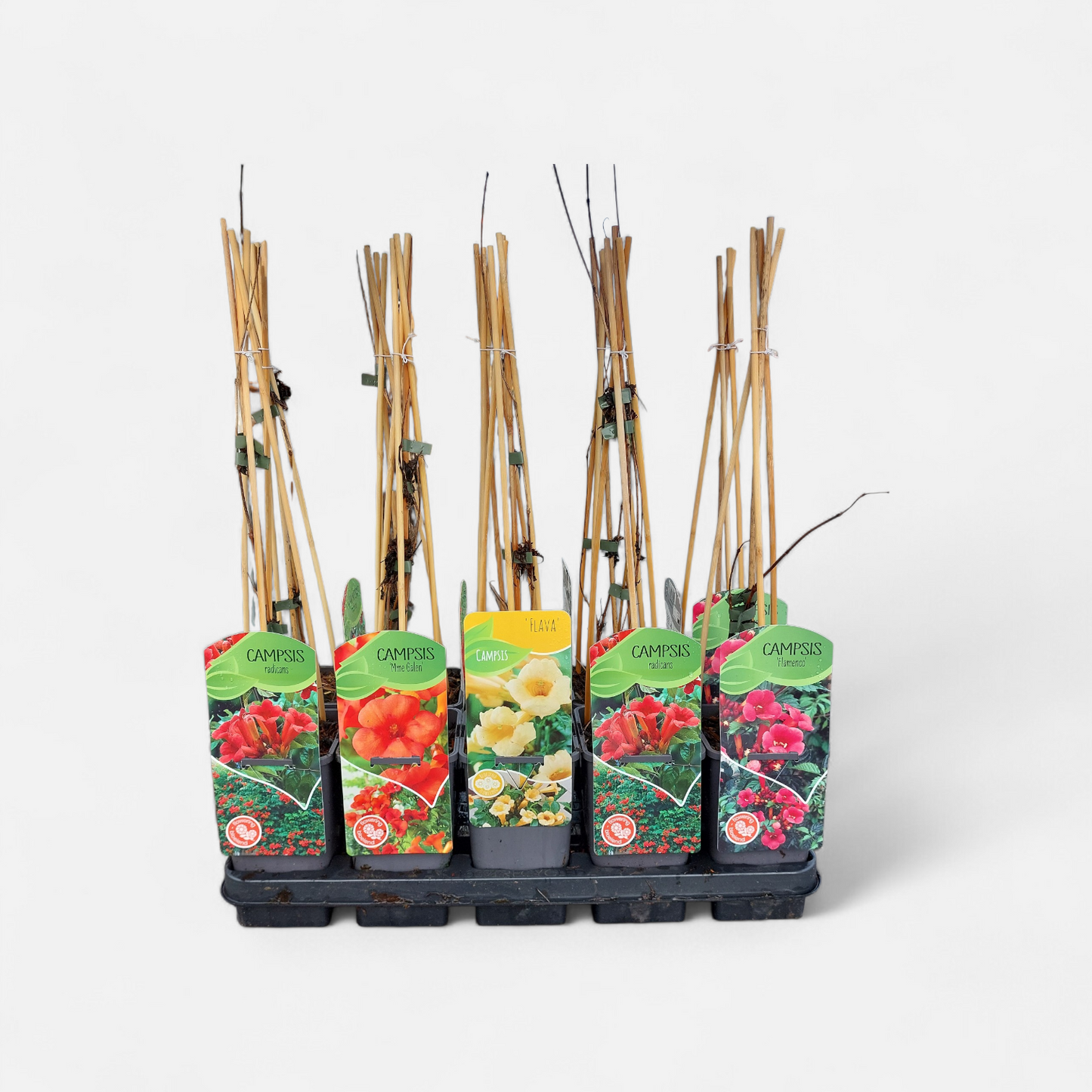 Campsis mix 60cm 14cm Pot