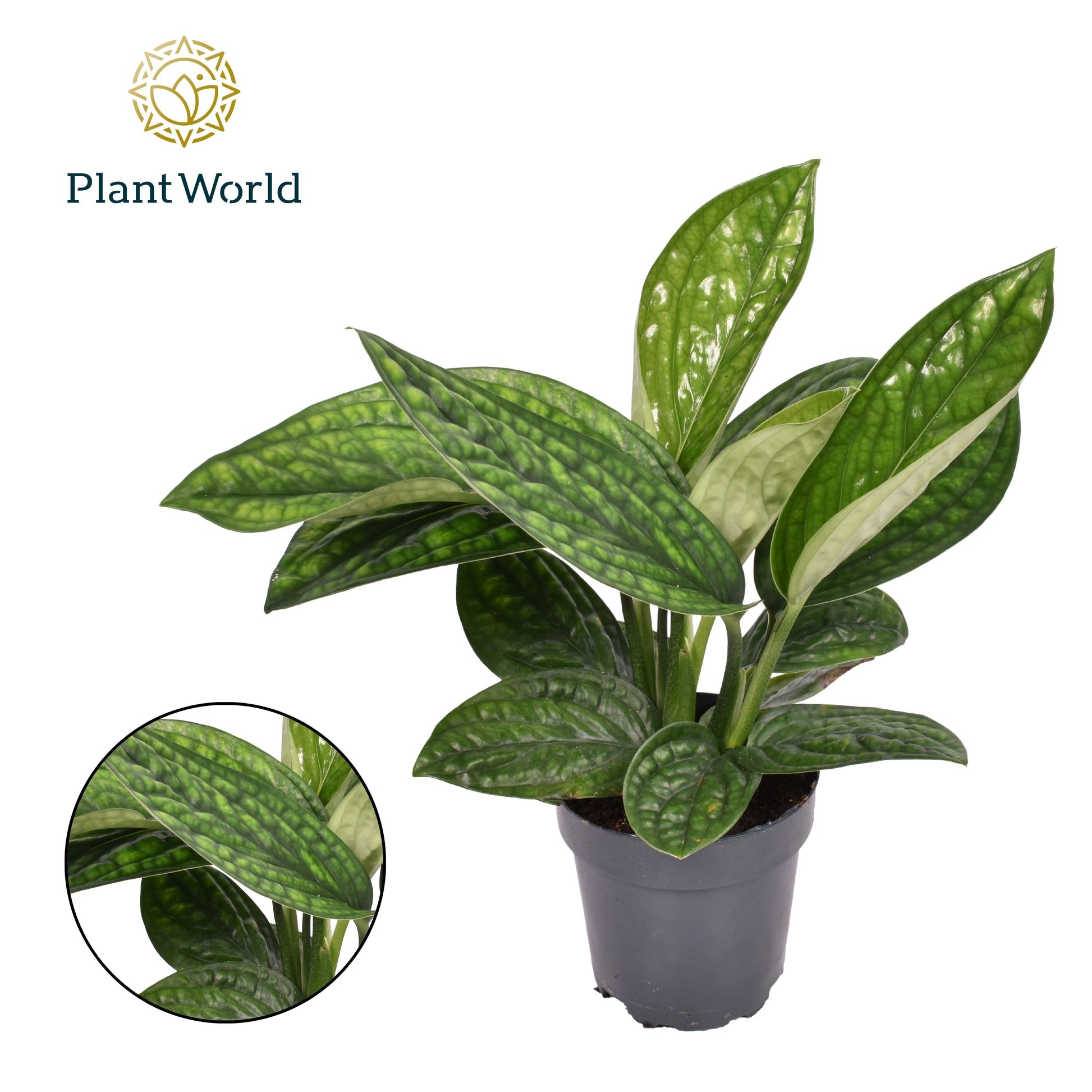 Epipremnum pinnatum Marble Planet 30cm 12cm Pot