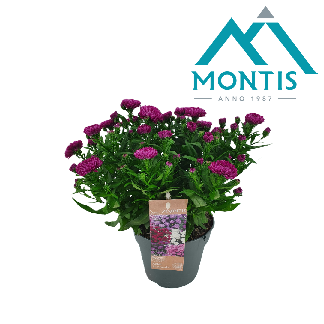 Aster nb. Showmakers Magenta 30cm 14cm Pot
