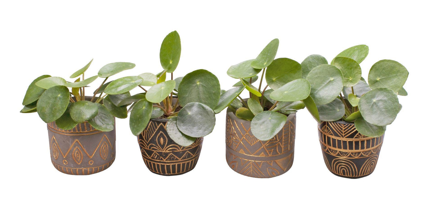 Pilea Peperomioides in ceramic 13cm 6cm Pot