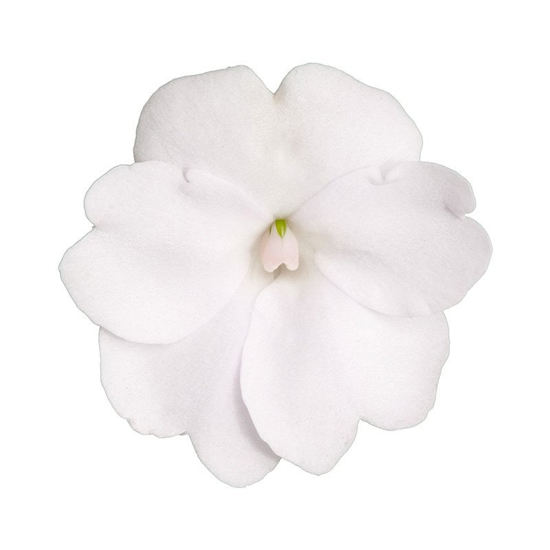 Impatiens Sunpatiens White 35cm 17cm Pot