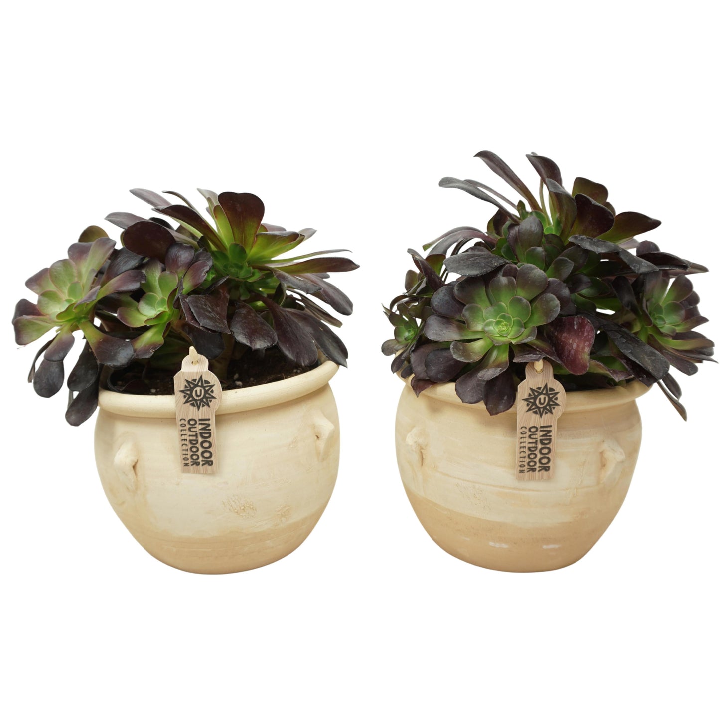 Aeonium arboreum Velours 30cm 17cm Pot