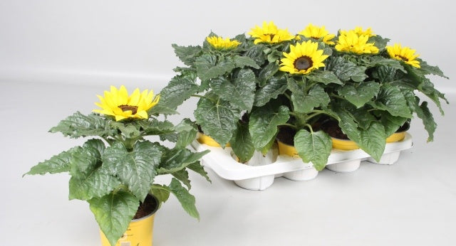Helianthus ann. Sunsation 35cm 13cm Pot
