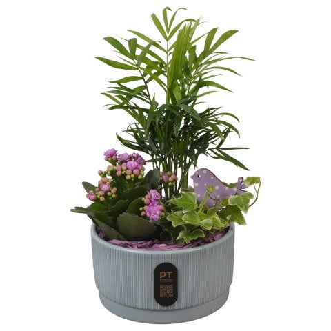 PTIB5115 Arrangementen kamerplanten 30cm 16cm Pot