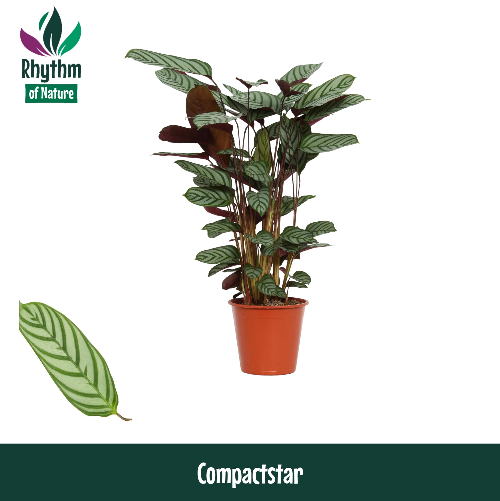 Ctenanthe Compactstar 65cm 17cm Pot
