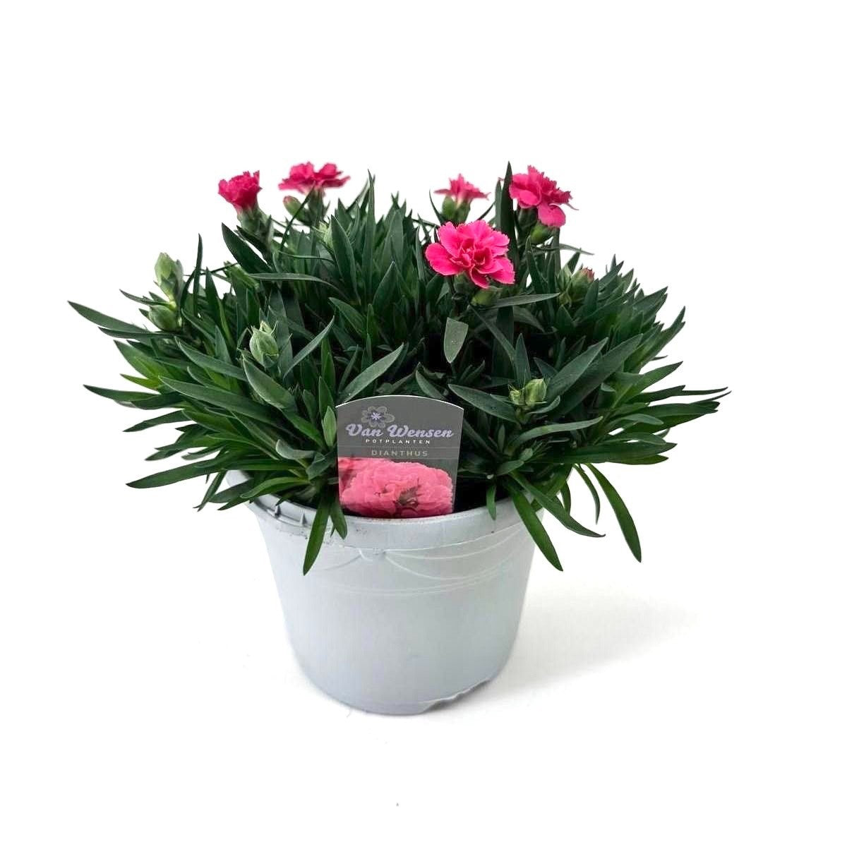 Dianthus Oscar Neon Pink 25cm 17cm Pot