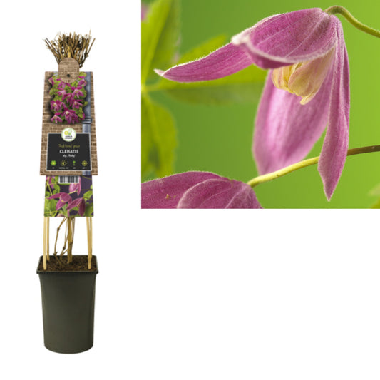 Clematis atr. Ruby 75cm 17cm Pot