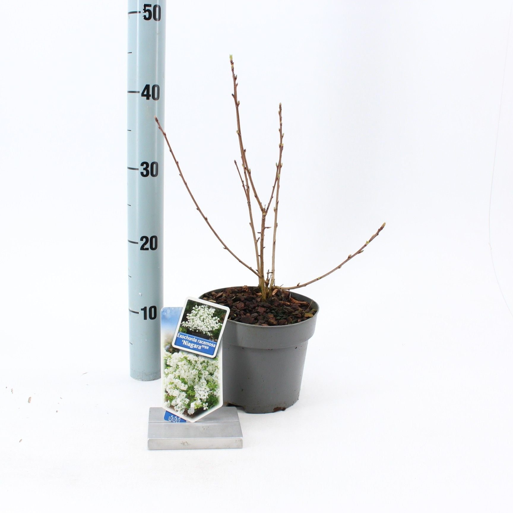Exochorda rac. Niagara 30cm 17cm Pot