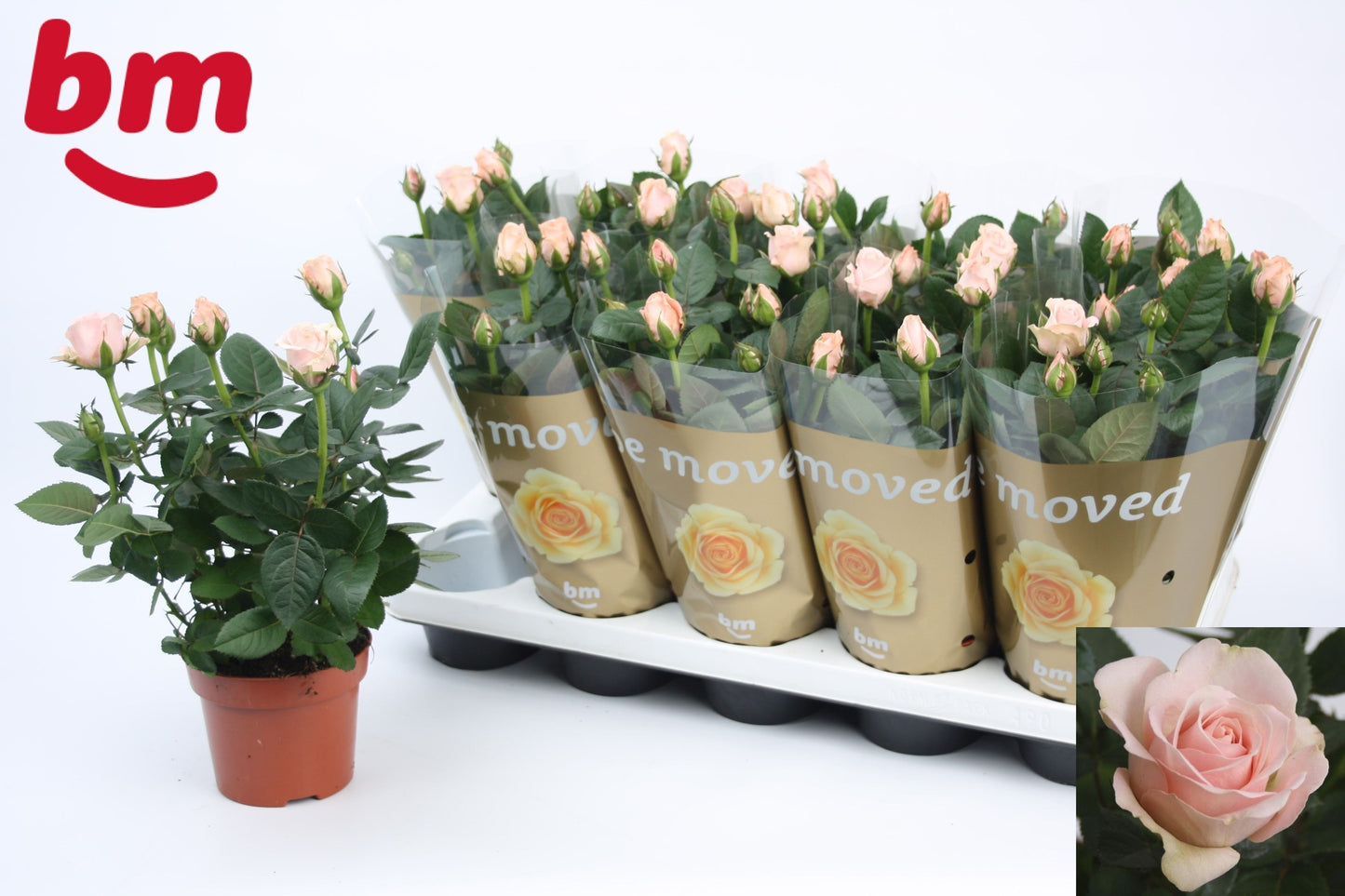 Rosa Beau Monde light pink 33cm 12cm Pot
