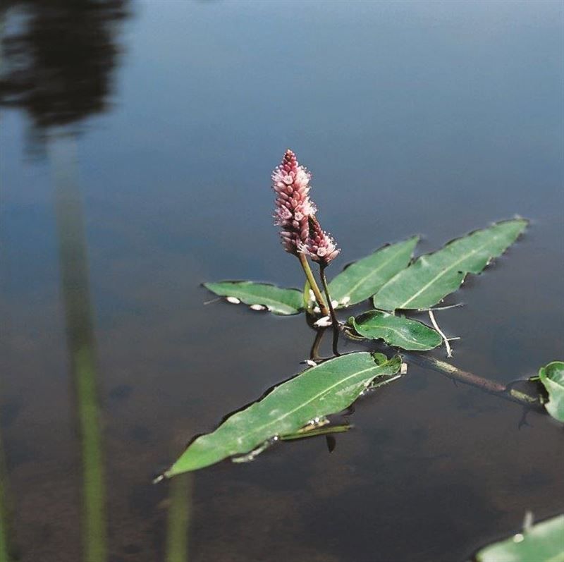 Polygonum Amphibium 20cm 9cm Pot