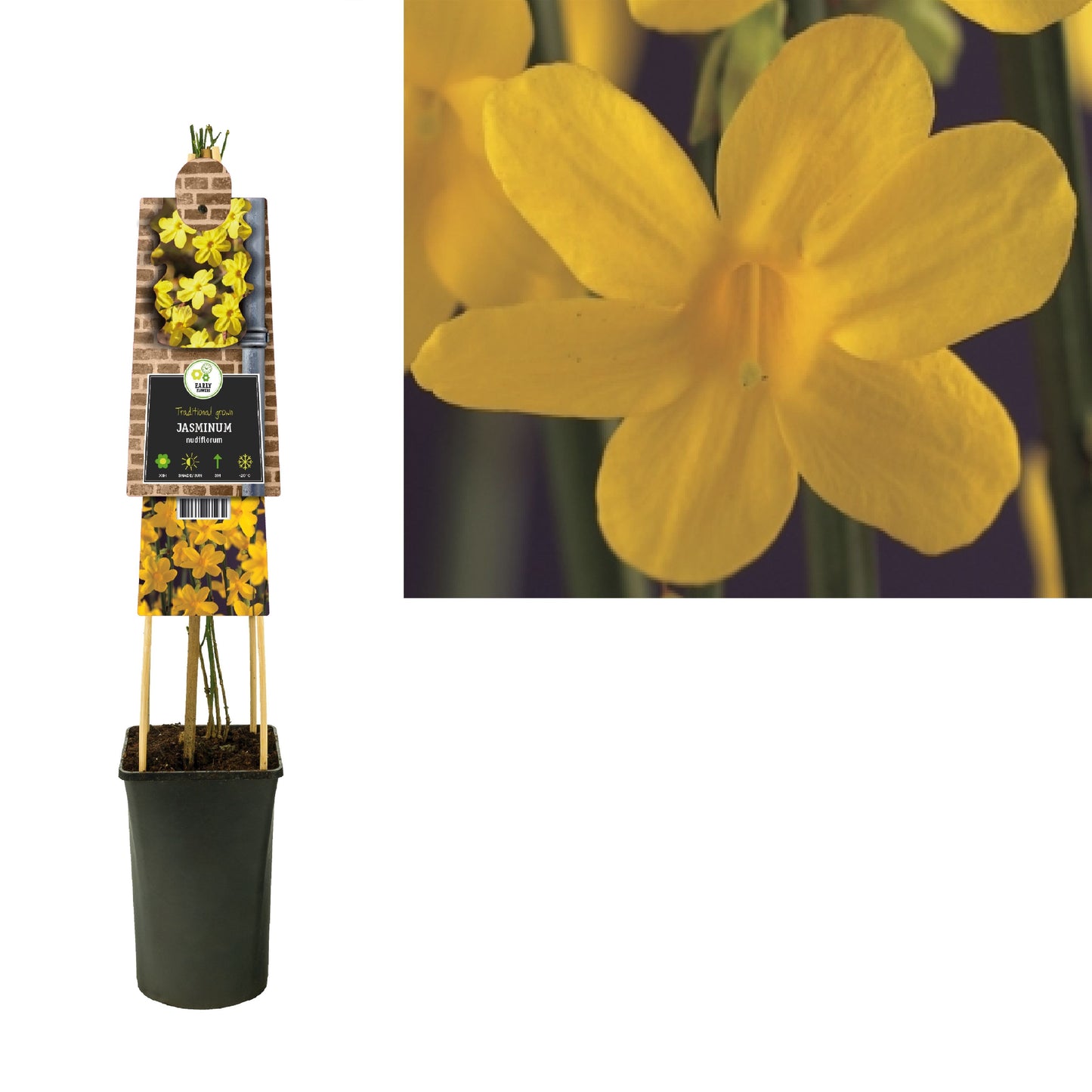 Jasminum nudiflorum 75cm 17cm Pot