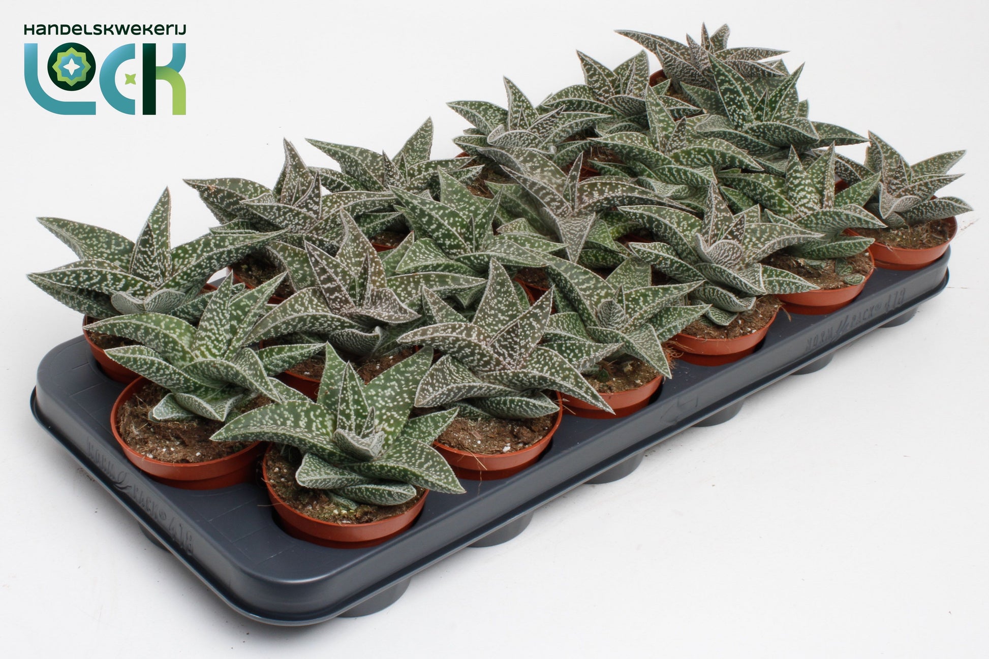 Gasteraloe Aveo 15cm Special Pot (508)