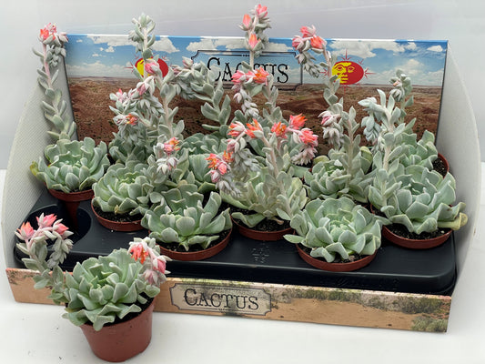 Echeveria runyonii 26cm 510cm Pot